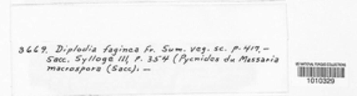Diplodia faginea image